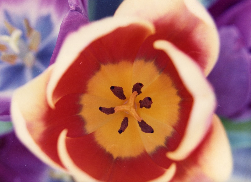 tulippe-2.jpg